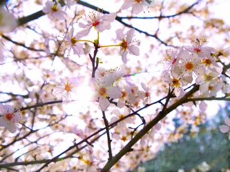 Frühlingsblüte, 2018